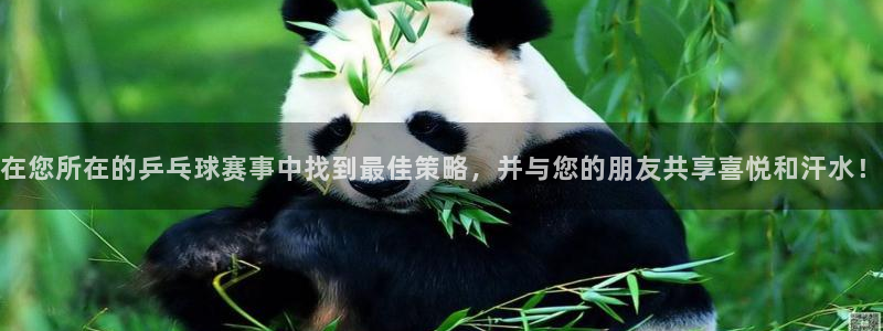 在您所在的乒乓球赛事中找到最佳策略，并与您的朋友共享喜悦和汗
